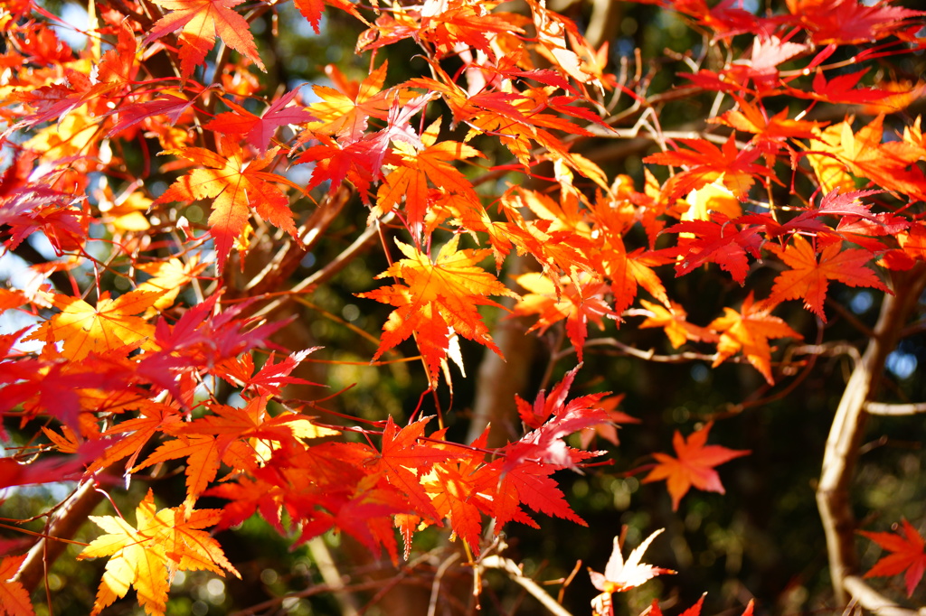 養老渓谷の紅葉１