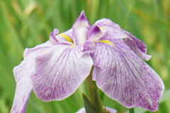 菖蒲