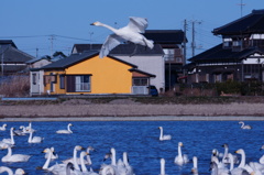 白鳥の飛来　４