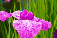 向島百花園にて