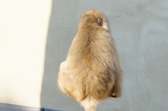 猿山の若大将を夢見て
