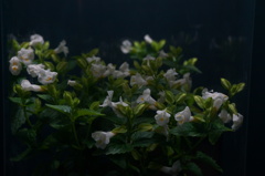 光る花２