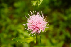 向島百花園で探したもの