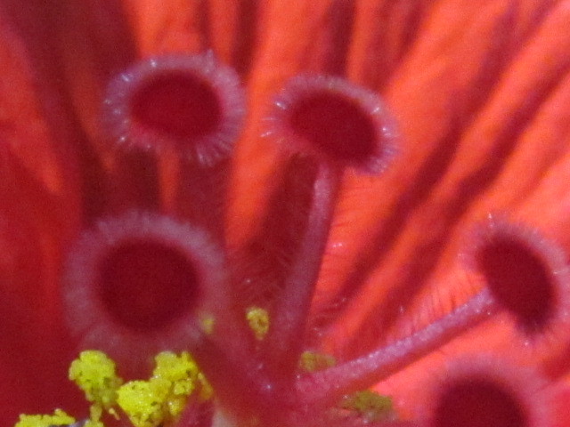 花芯
