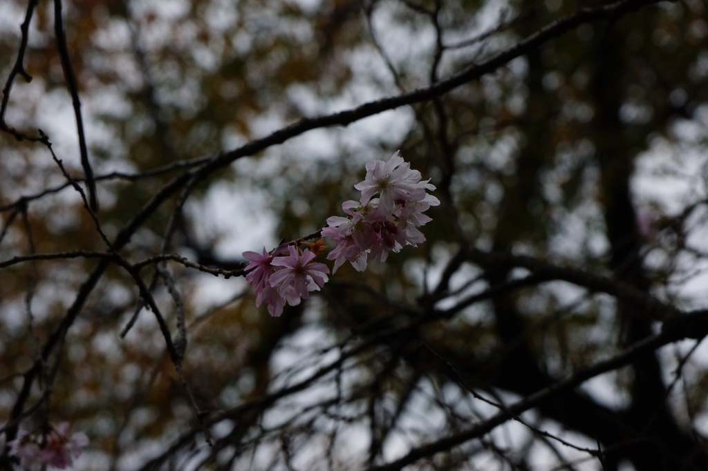 １０月桜２