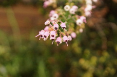 凄く小さいお花