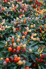 ホームセンターの花２