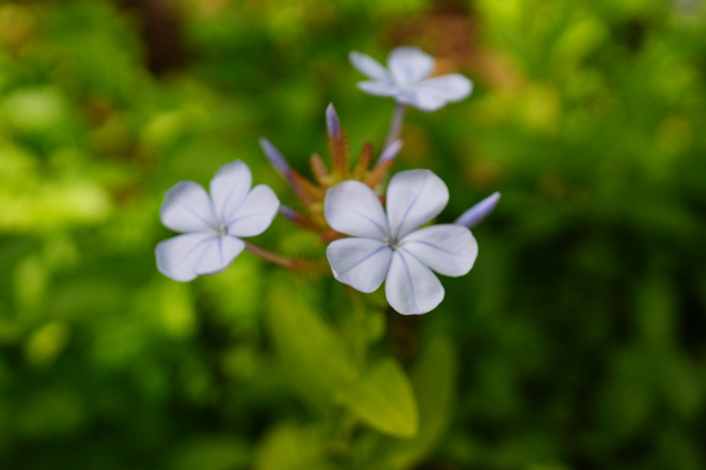 淡いブルー系の花