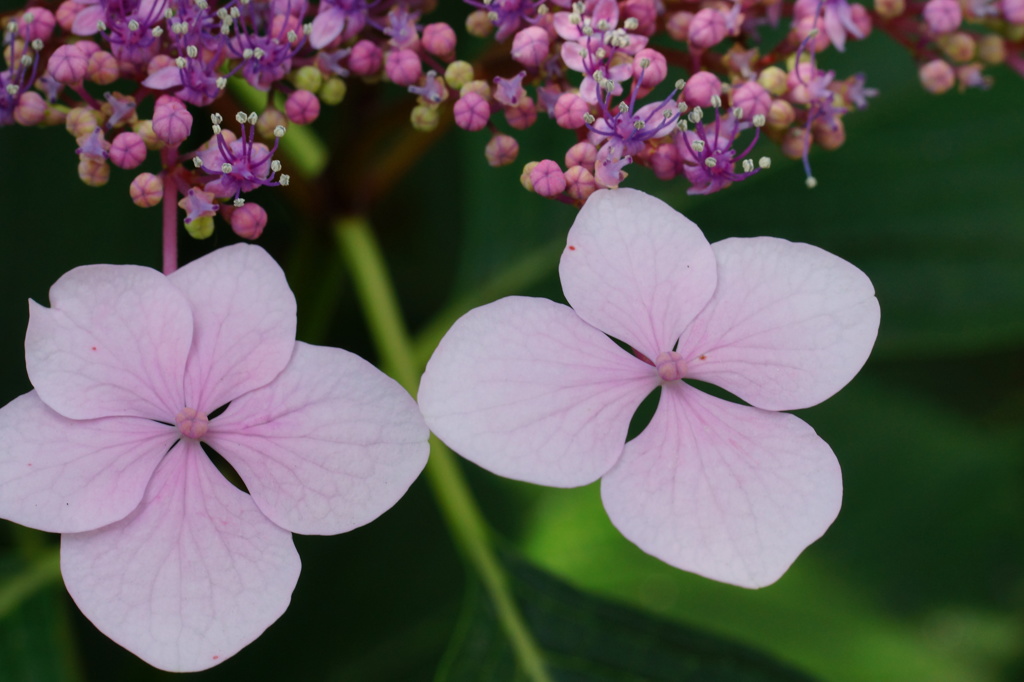 額紫陽花２