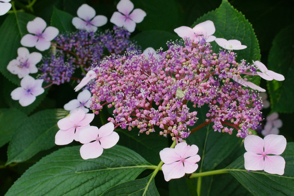 額紫陽花