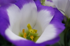 ホームセンターの花４