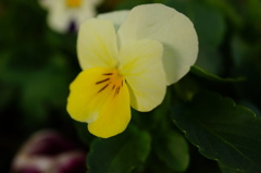 可愛いお花１