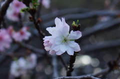 新宿御苑　十月桜
