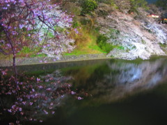 千鳥が淵　さくら　極彩色の世界