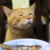 めざし