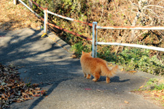 猫に無視された