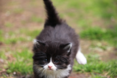 ねこまっしぐら