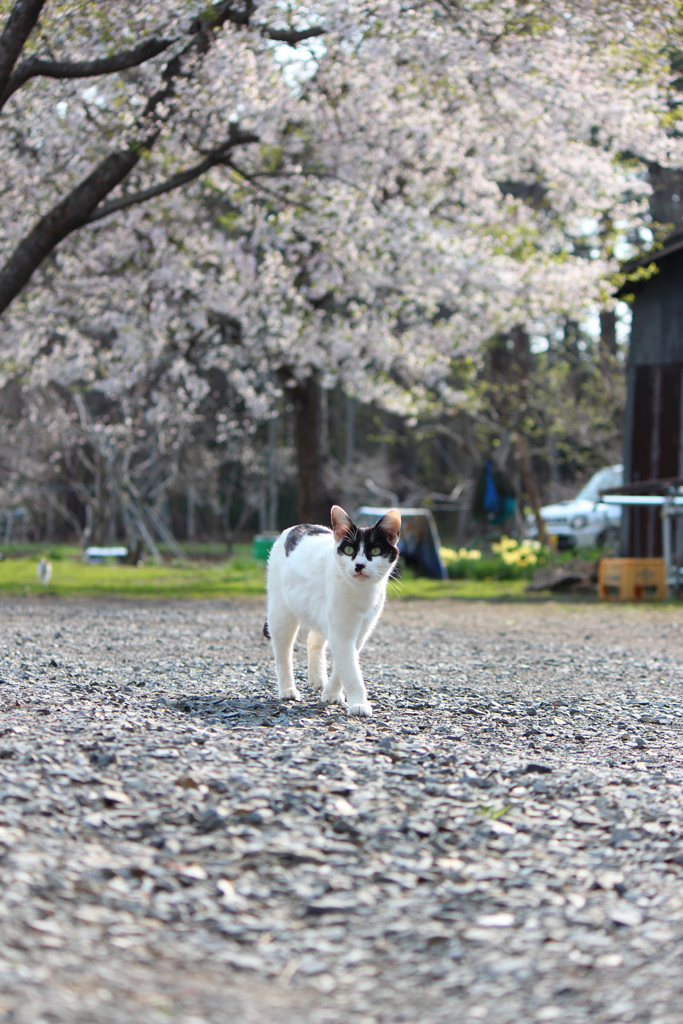 ねこと桜