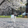 ねこと桜