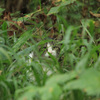 山猫