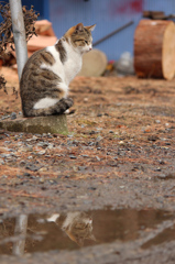 水面の猫