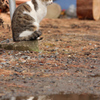 水面の猫