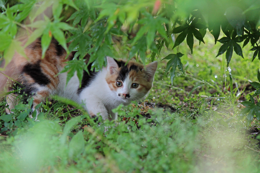 猫の探検