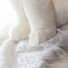 モサモサ