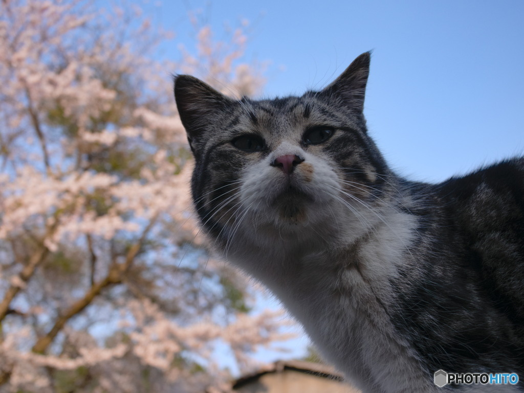 キジトラとサクラ