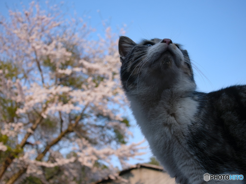 青空と猫