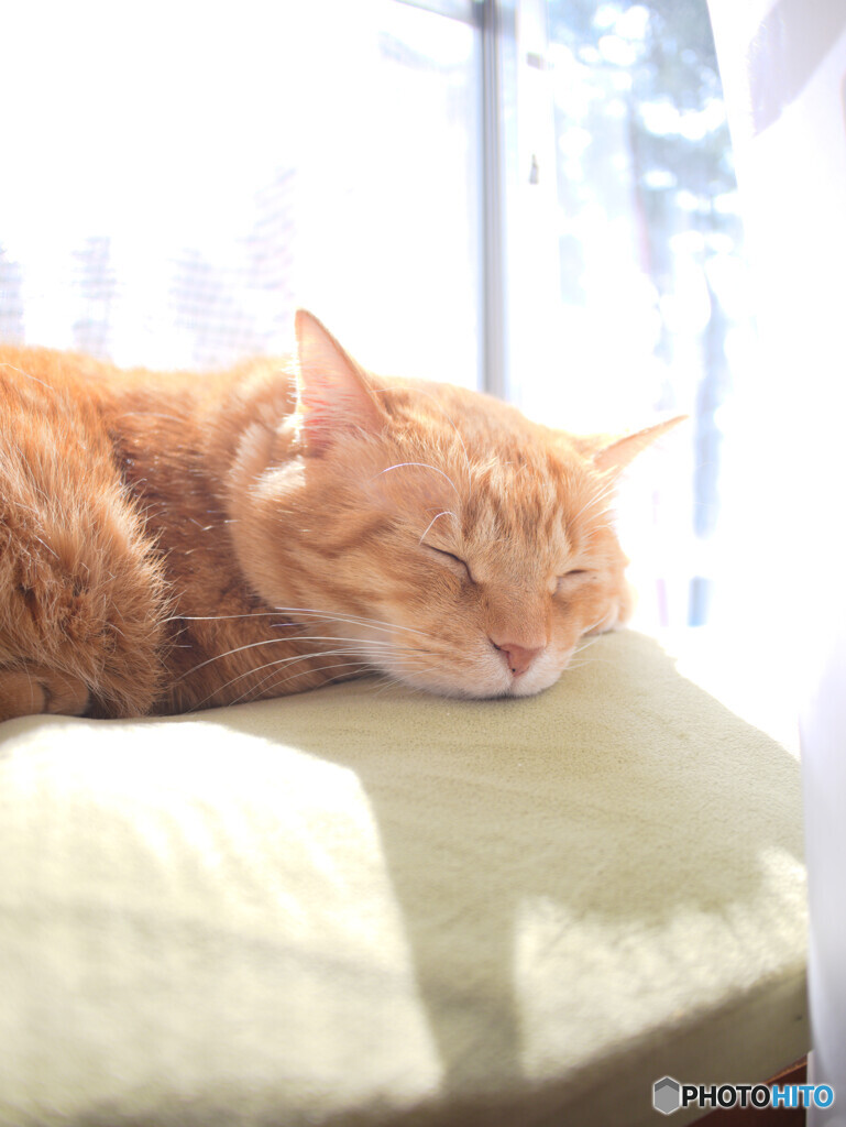 赤トラ Zzz