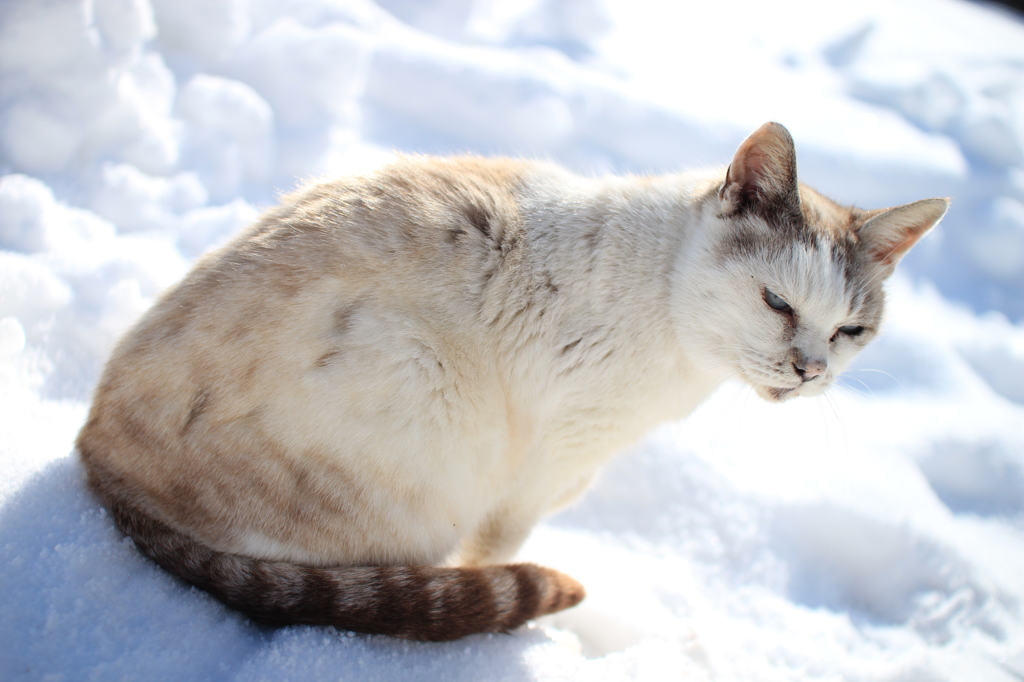 雪とねこ