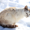 雪とねこ
