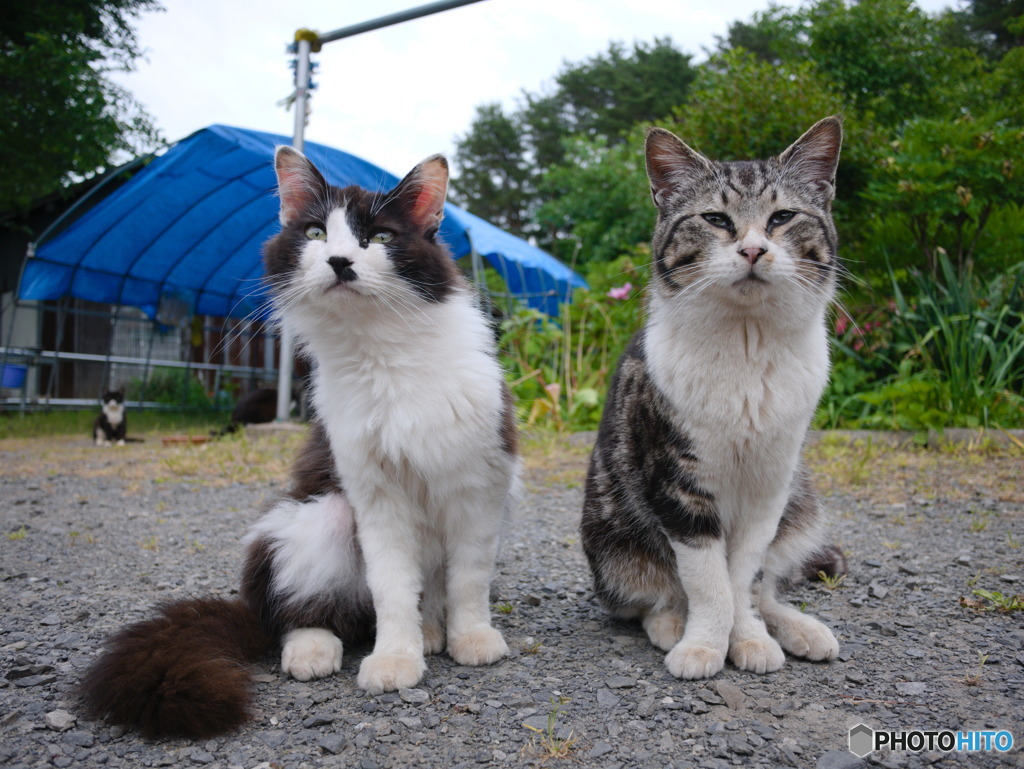 白黒猫とキジトラ猫