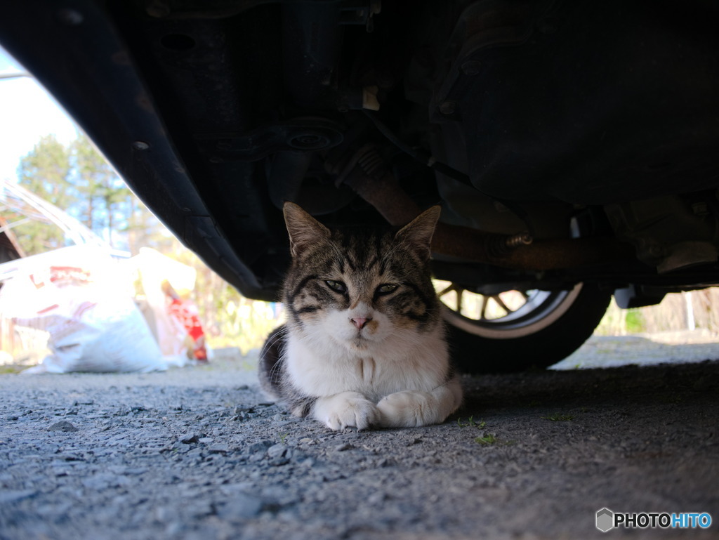 キジトラ猫