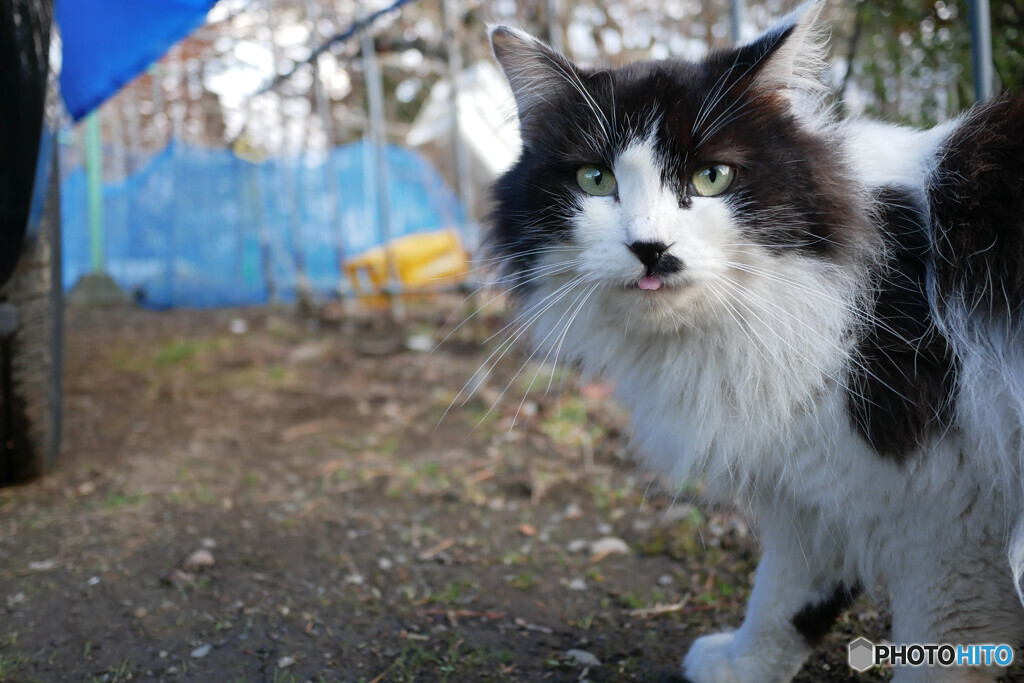 白黒もさもさ猫