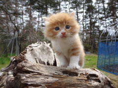 孤高の猫