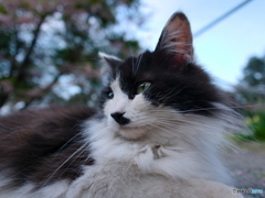 白黒ねこ