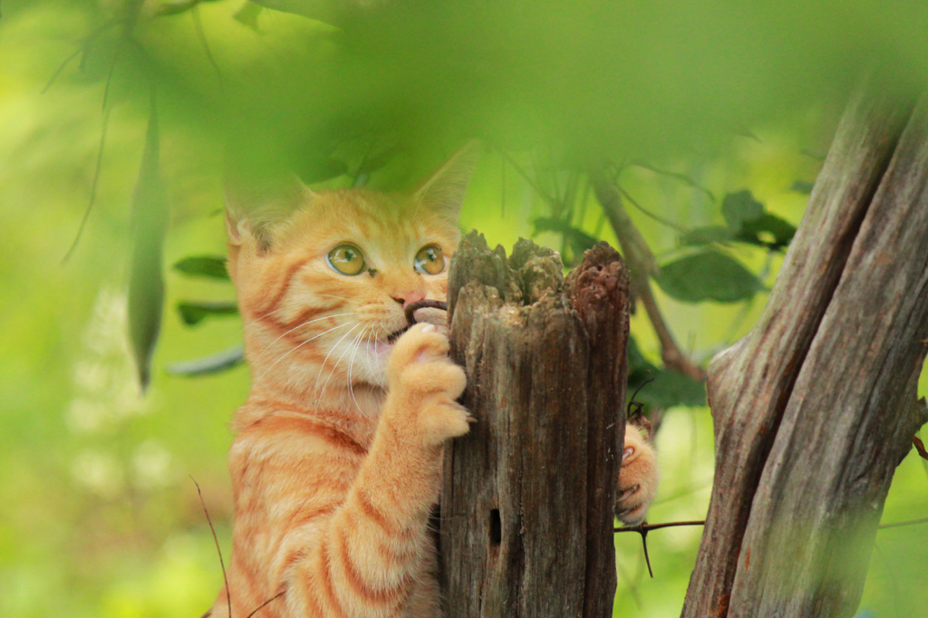 抱きつくねこ