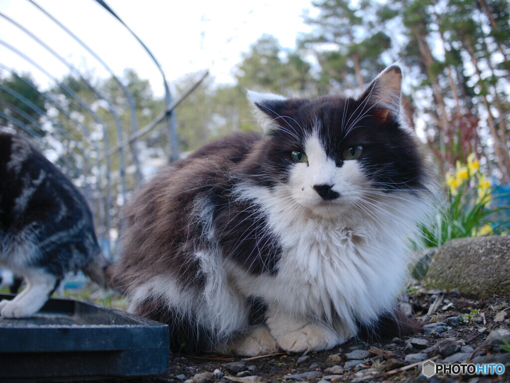 白黒ねこ