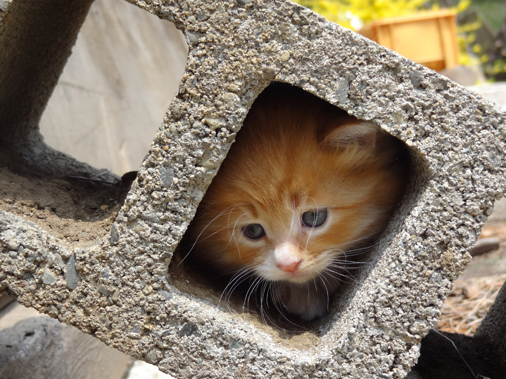 猫が通りますよ