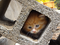 猫が通りますよ