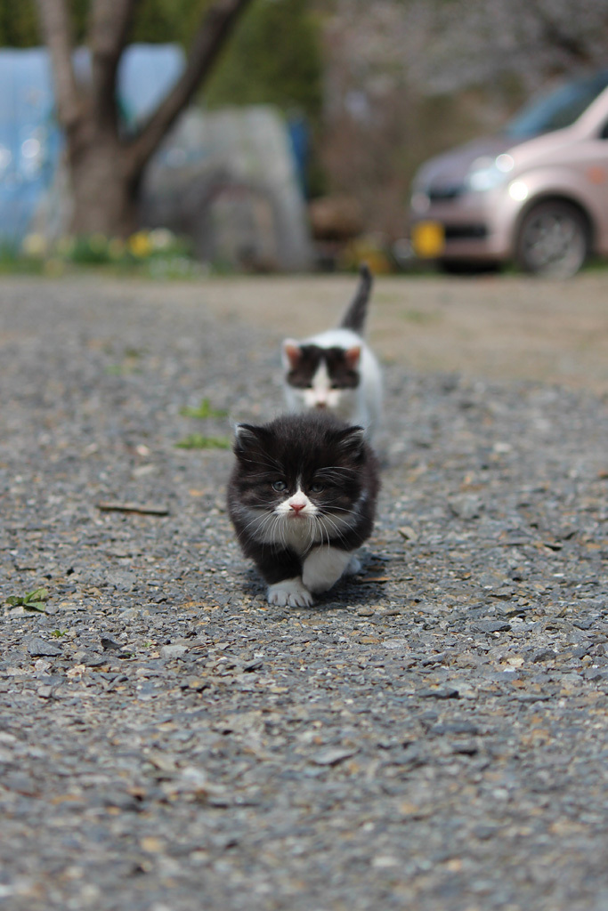 ねこキター