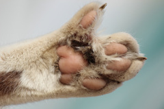 きちゃない肉球