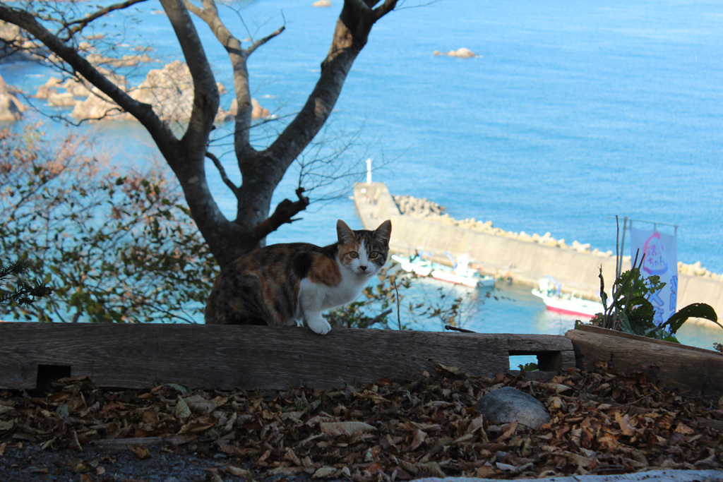 猫と灯台