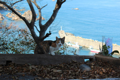猫と灯台