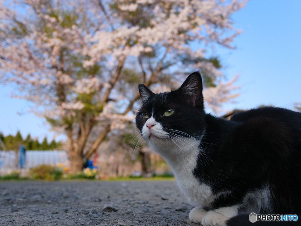 桜と黒白ねこ