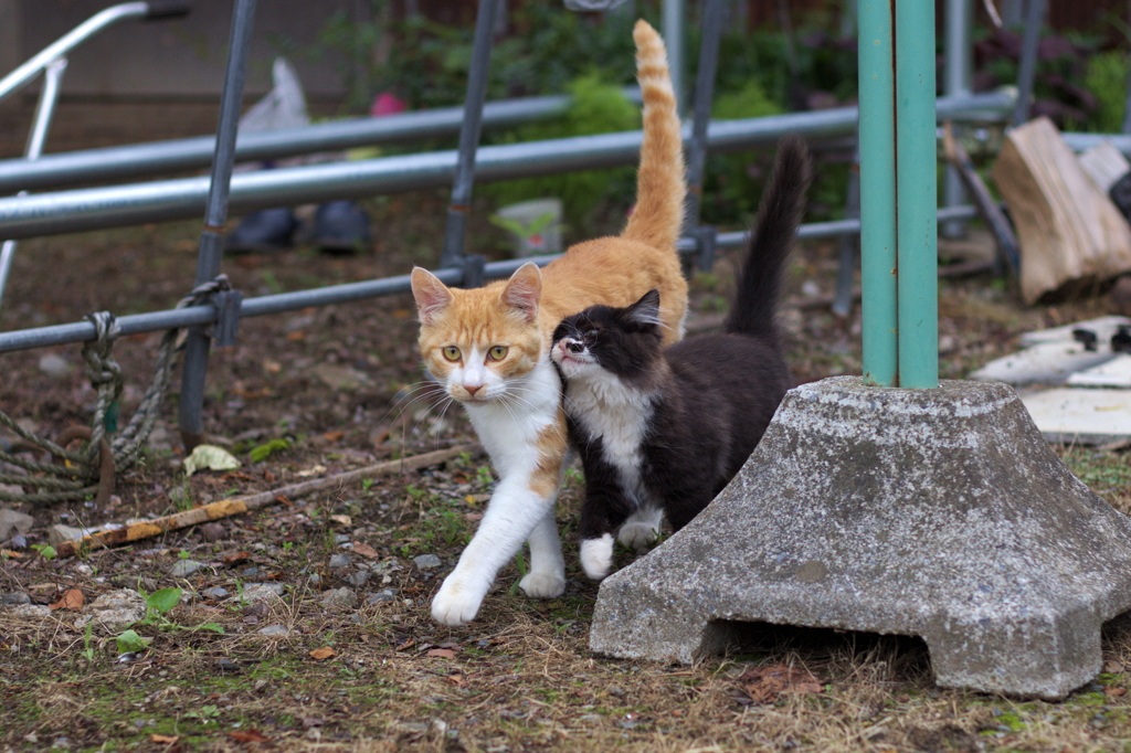 なつかれる