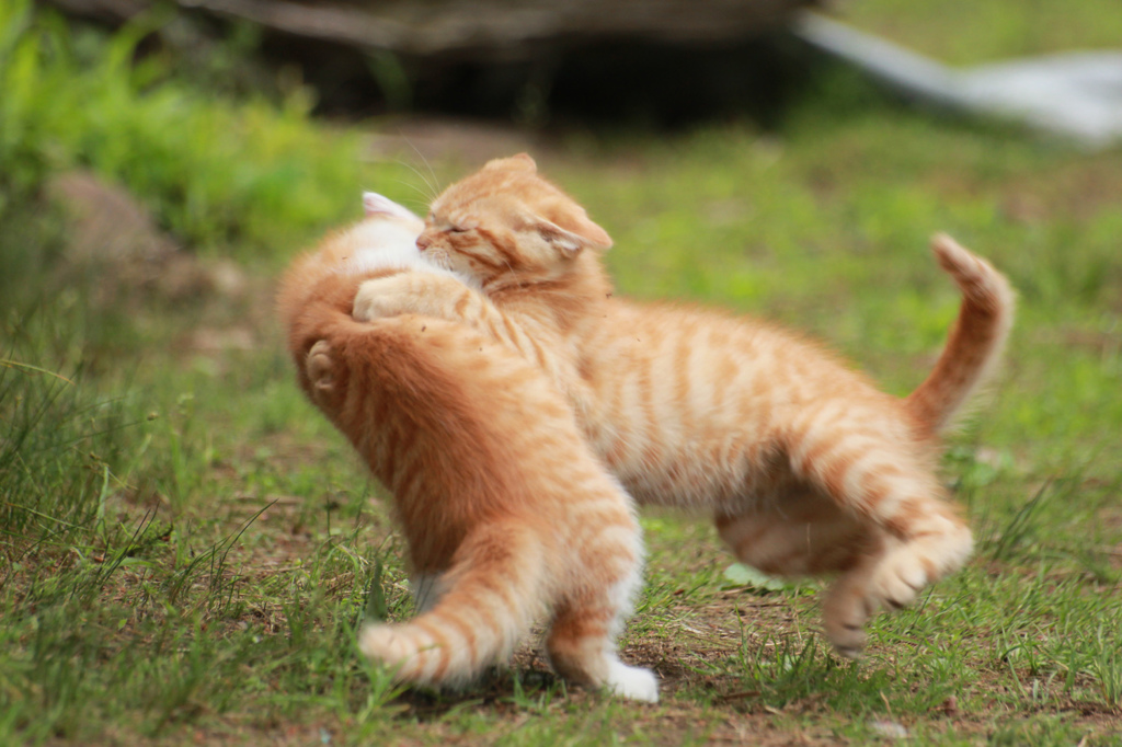 ねこ相撲