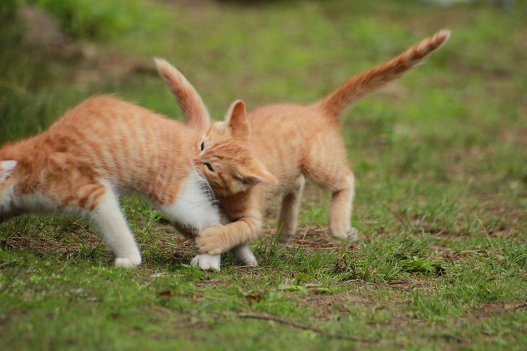 かじり猫